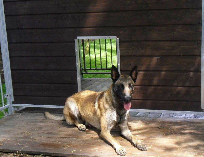 SAUERLAND Schlupfloch für Hundezwinger ohne Klappe, für alle Holzwände geeignet