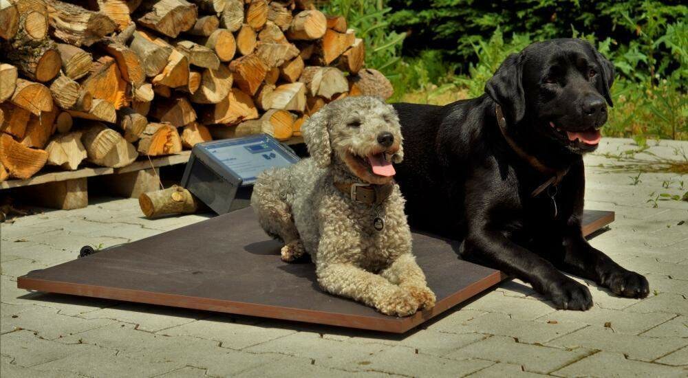 Wärmeplatte &quot;Plus&quot; für unsere Hundehütten &amp; Hundezwinger mit gradgenauer Steuerung