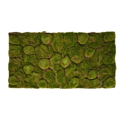 Terrarium Rückwand 120x60 cm Moos