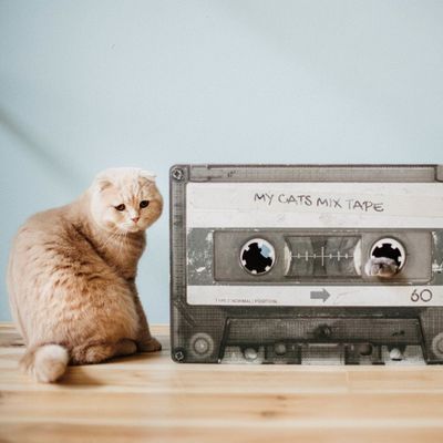 District 70 Katzen-Kratzmöbel Kassette Mix Tape Katzenhöhle