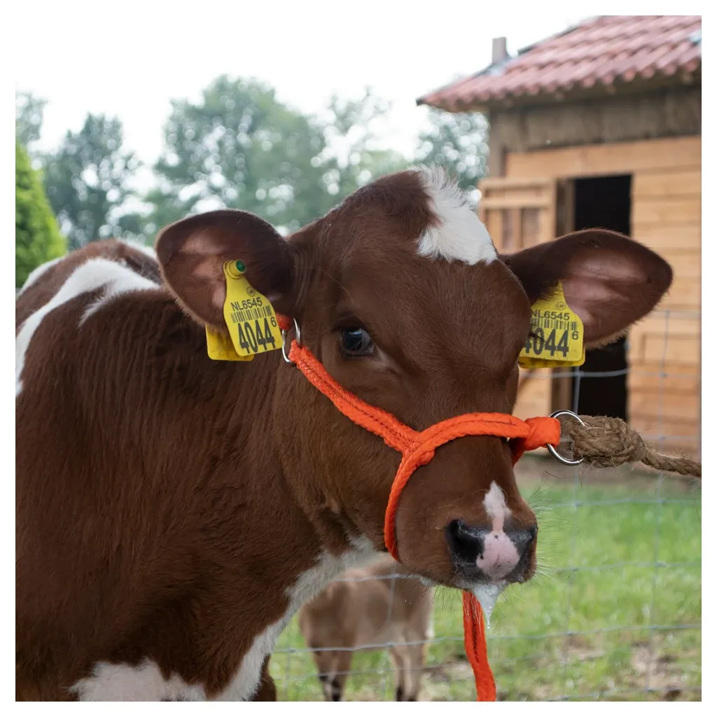 Halfter Rind &amp; Kalb einstellbar breit orange