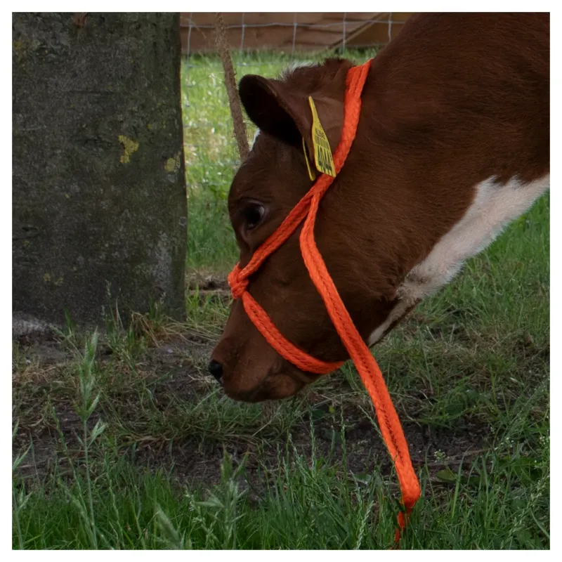 Halfter Rind & Kalb – Einstellbar – Breit – Orange – Geflochtenes Nylon