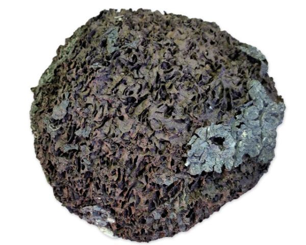 Terrarium Dekoration – Baumtermiten‑Nest, holzartig, XL ca. 20 cm, Versteck &amp; Kletterstruktur