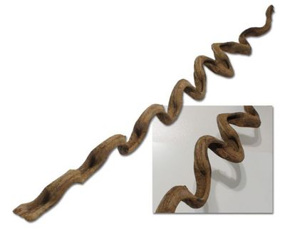 Becherliane ca. 115 cm – natürliche Terrarium‑Liane, sicher &amp; dekorativ (nicht für Aquarien)