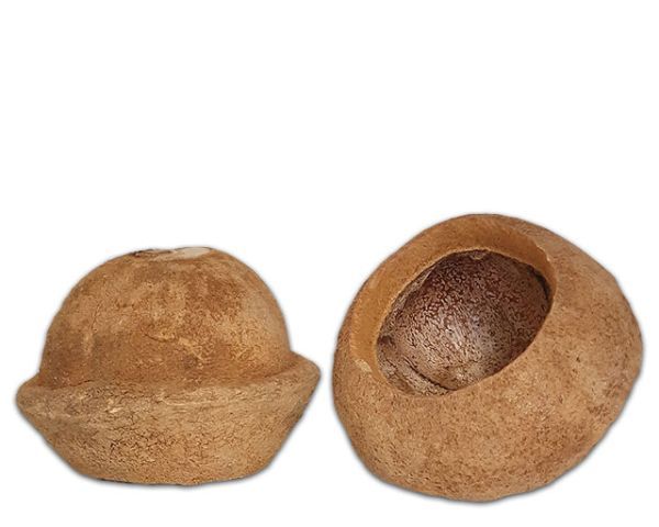 Terrarium Deko – natürliche Deko‑Nuss, ca. 10–14 cm, Versteck &amp; Ansitz, Naturprodukt