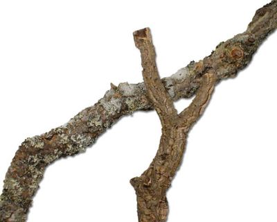 Zierkork Äste massiv – Kiloware, natürliche Terrarium‑Deko, Versteck/Kletterstruktur, zuschneidbar