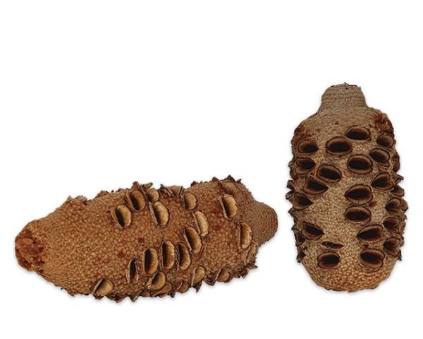 Terrarium Deko – natürliche Zapfen, ca. 14–20 cm, Struktur &amp; Versteck, Naturprodukt