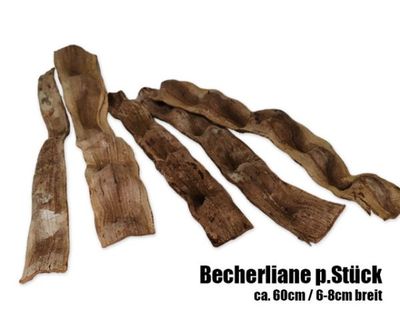 Becherliane ca. 60 cm (6–8 cm breit) – natürliche Terrarium‑Deko, Preis pro Stück