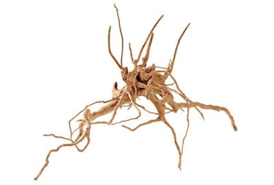 Terrarium/Aquarium Deko – Fingerwood S 20–30 cm – filigrane Naturwurzel, Einzelstück