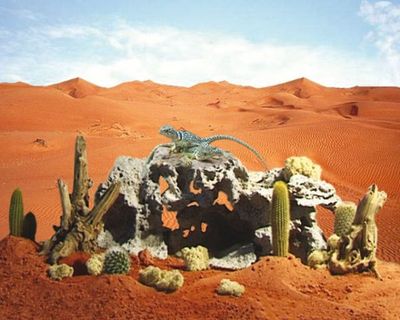 Terrafels grau – Terrarium‑Deko, Kiloware – Struktursteine für Verstecke, Kletter‑ &amp; Sonnenplätze