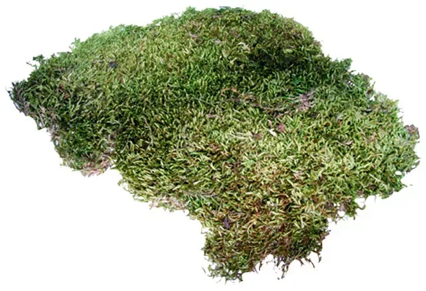 Terrano Moos Natural Moss – 100 % natürliches Terrarium‑Moos auf Vlies, zuschneidbar, feuchtigkeitsstabilisierend