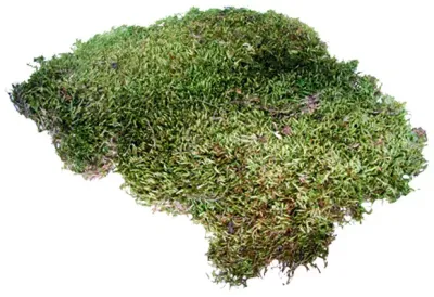 Terrano Moos Natural Moss – 100 % natürliches Terrarium‑Moos auf Vlies, zuschneidbar, feuchtigkeitsstabilisierend