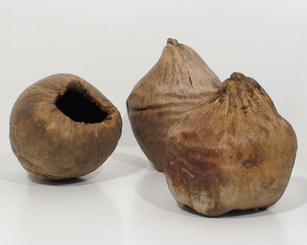 Nuss‑Schale mit Loch – natürliche Terrarium‑Deko/Pflanzschale, Tränke oder Laichhöhle