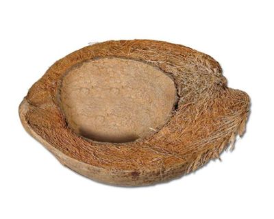 Kokosnuss‑Schale – natürliche Terrarium‑Deko, Pflanzschale/Versteck, leicht &amp; robust
