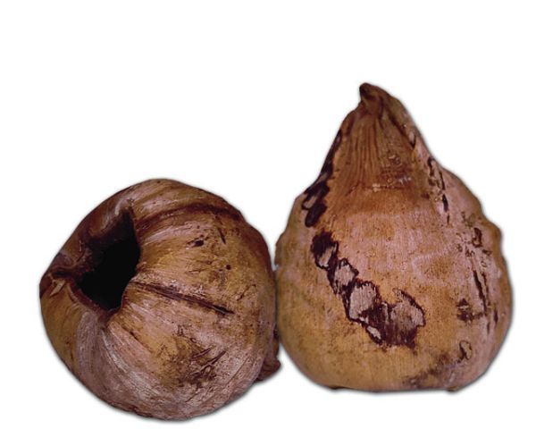 Kokoshöhle natur – unverarbeitet mit Husk, natürliche Terrarium‑Deko/Versteck
