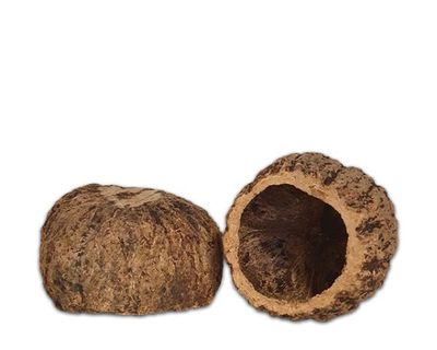 Terrarium Deko – natürliche Deko‑Nuss, ca. 7–10 cm, Versteck &amp; Ansitz, Naturprodukt