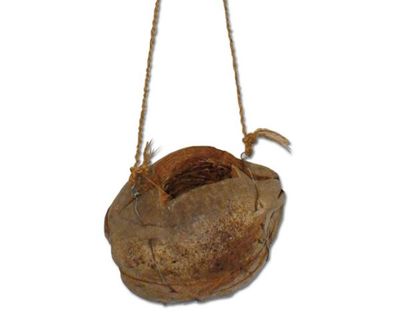 Kokosnuss Pflanzschale – natürliche Terrarium‑Deko, für Moose &amp; Aufsitzerpflanzen