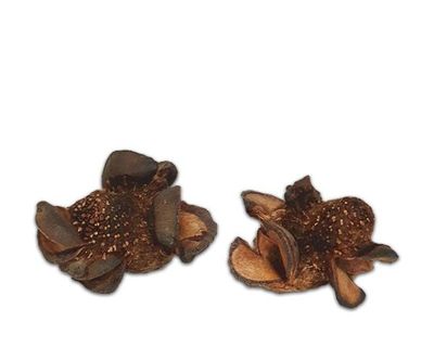 Terrarium Deko – natürliche Zapfen, ca. 5 cm, Struktur &amp; Versteck, Naturprodukt