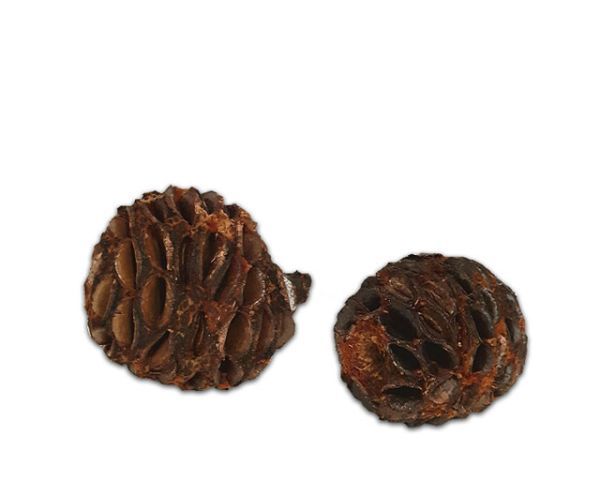 Terrarium Deko – natürliche Zapfen, ca. 5–8 cm, Struktur &amp; Versteck, Naturprodukt