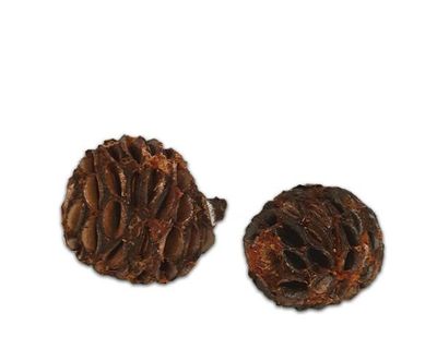 Terrarium Deko – natürliche Zapfen, ca. 5–8 cm, Struktur &amp; Versteck, Naturprodukt