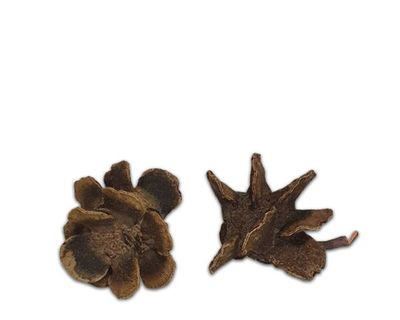 Terrarium Deko – natürliche Zapfen, ca. 5–7 cm, Struktur &amp; Versteck, Naturprodukt