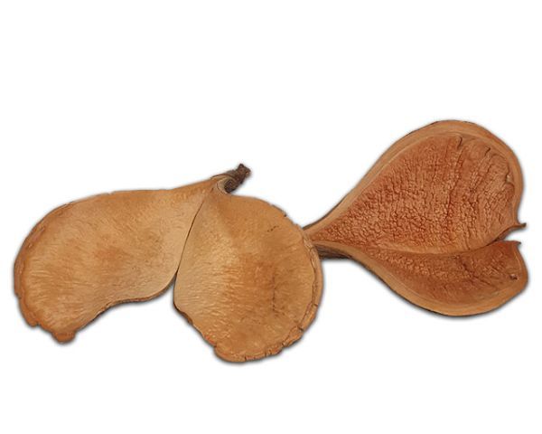 Natürliche Deko Walflosse – ca. 13–15 cm, Terrarium‑Dekoration, Versteck/Strukturelement