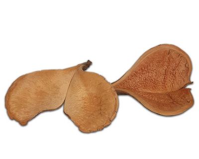 Natürliche Deko Walflosse – ca. 13–15 cm, Terrarium‑Dekoration, Versteck/Strukturelement