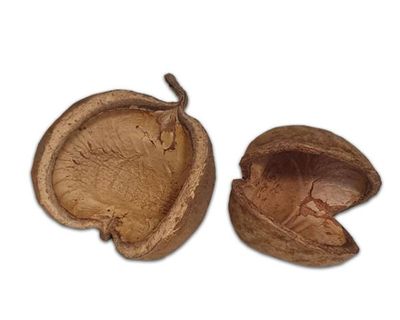 Muschelnuss ca. 8–15 cm – natürliche Terrarium‑Deko, Versteck/Schale, Naturprodukt