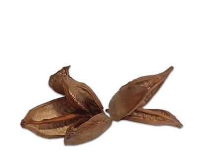 Natürliche Deko‑Frucht 10–15 cm – Terrarium‑Dekoration, Versteck/Schale, Naturprodukt