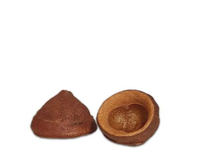 Terrarium Deko – natürliche Deko‑Nuss, ca. 7 cm, Versteck &amp; Schale, Naturprodukt
