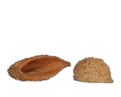 Natürliche Deko‑Schote (fein) 5–8 cm – Terrarium‑Dekoration, Versteck/Schale, Naturprodukt