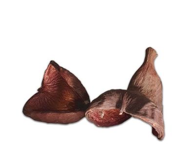 Natürliche Deko‑Schote ca. 8–12 cm – Terrarium‑Dekoration, Versteck/Schale, Naturprodukt