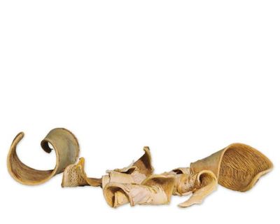 Natürliche Deko‑Schote (gebleicht) 10–12 cm – Terrarium‑Dekoration, Versteck/Schale