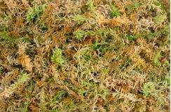 Sphagnum Moos Premium 150g Neuseeland – ca. 12 Liter feuchtigkeitsspendendes Moos