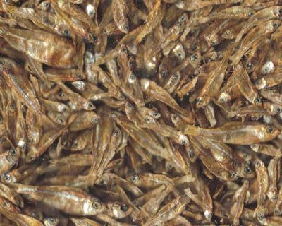 Getrocknete Fische 100 g – Leckerbissen und Ergänzungsfutter für Schildkröten