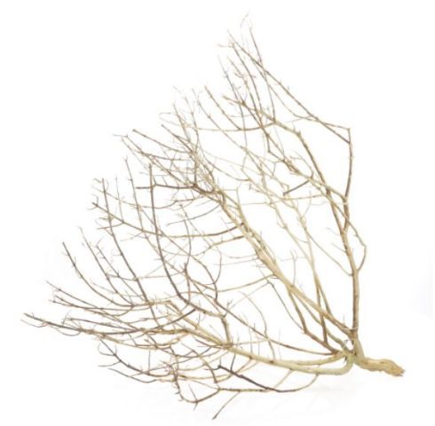 Wüstenstrauch S Holz – 20-30cm, Deko für Terrarium &amp; Reptilien