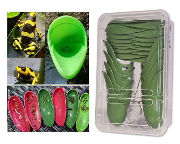 Tad-Pool Dendrobaten Laichdöschen 8er – Grün, Bromelienoptik