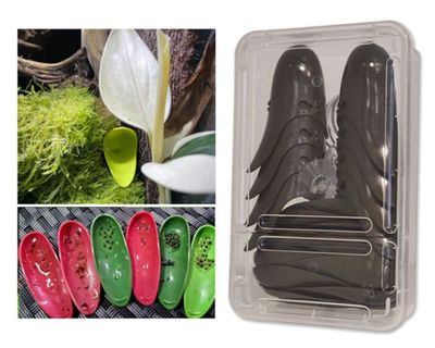 Tad-Pool Dendrobaten Laichdöschen 8er – Braun, Bromelienoptik