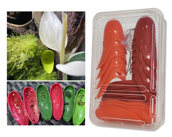 Tad-Pool Dendrobaten Laichdöschen 8er – Rot/Coral, Bromelienoptik