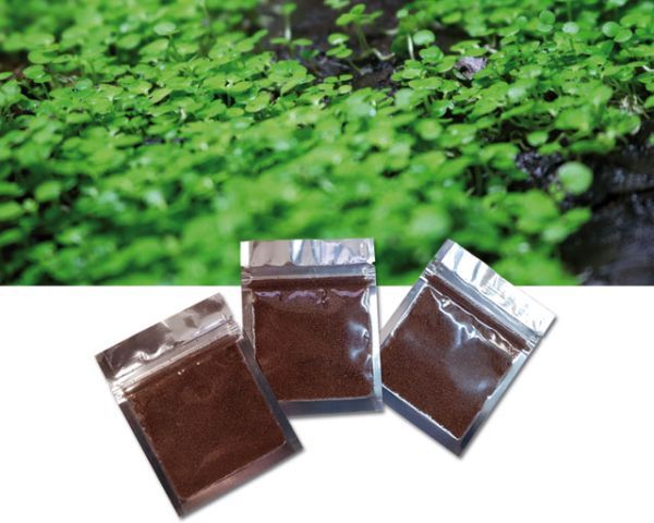 Spezial Samenmischung Rückwand Terrarium – Begrünung &amp; Natürliches Ambiente