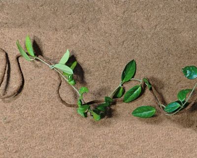 Terrarium Flexible Liane Kokosfaser 2,00m – Klettern, Versteck &amp; Deko