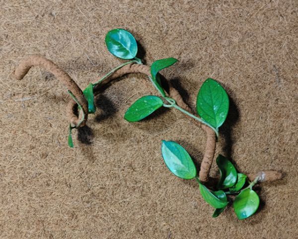 Terrarium Flexible Liane Kokosfaser 1,00m – Klettern, Versteck &amp; Deko