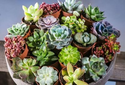 Mini Sukkulenten Mix 6-8 cm – 20 Pflanzen, Terrarium &amp; Zimmerdeko, Pflegeleicht