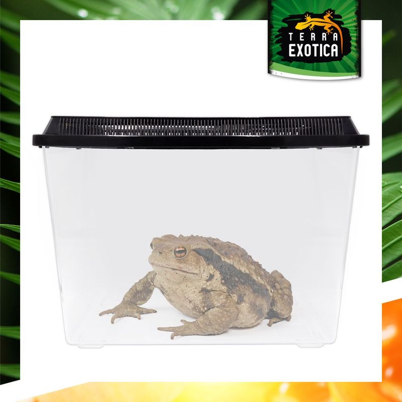 Fauna Box / Terrarium – Extra-large, 56 x 30,5 x 26 cm