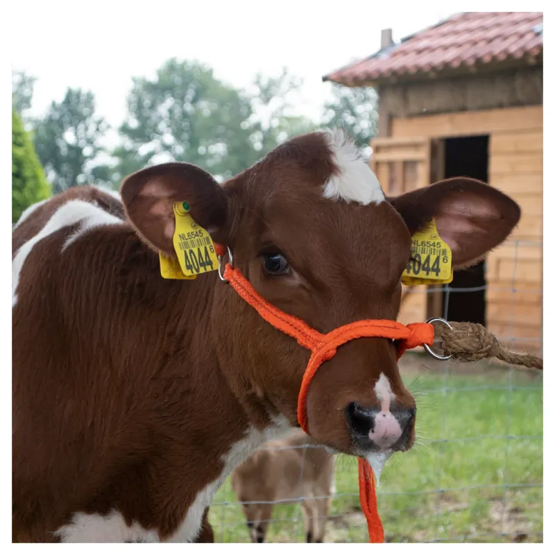 Halfter Rind &amp; Kalb – Einstellbar – Breit – Orange – Geflochtenes Nylon