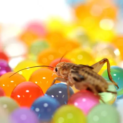 Habistat H2O Balls 500g Multicolour – sichere Wasserquelle für Insekten im Terrarium