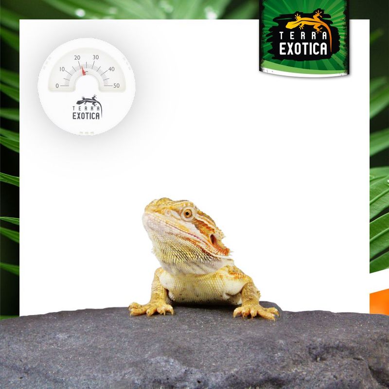 Terrarium Thermometer – Analog – Weiss