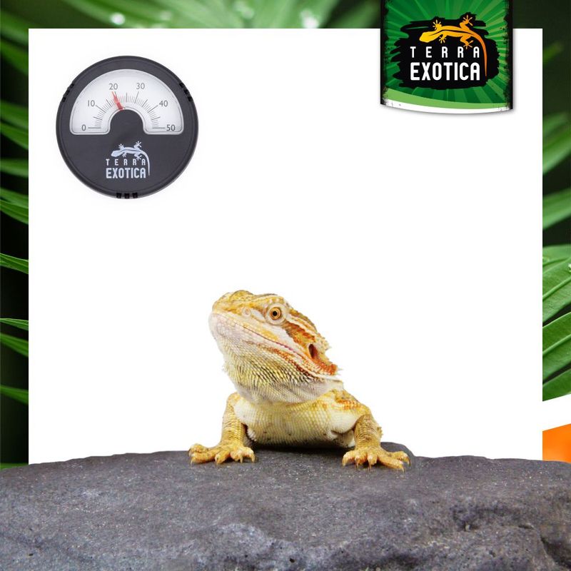 Terrarium Thermometer – Analog – Schwarz