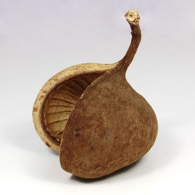 Terrarium Buddanut – natur