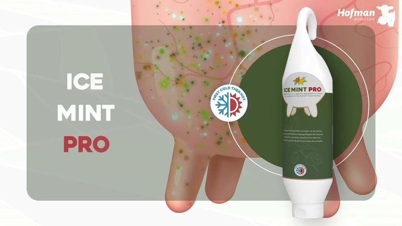 Care Ice Mint Pro Gel – 1 l – Mit Ringelblume – Euterpflege für Milchkühe